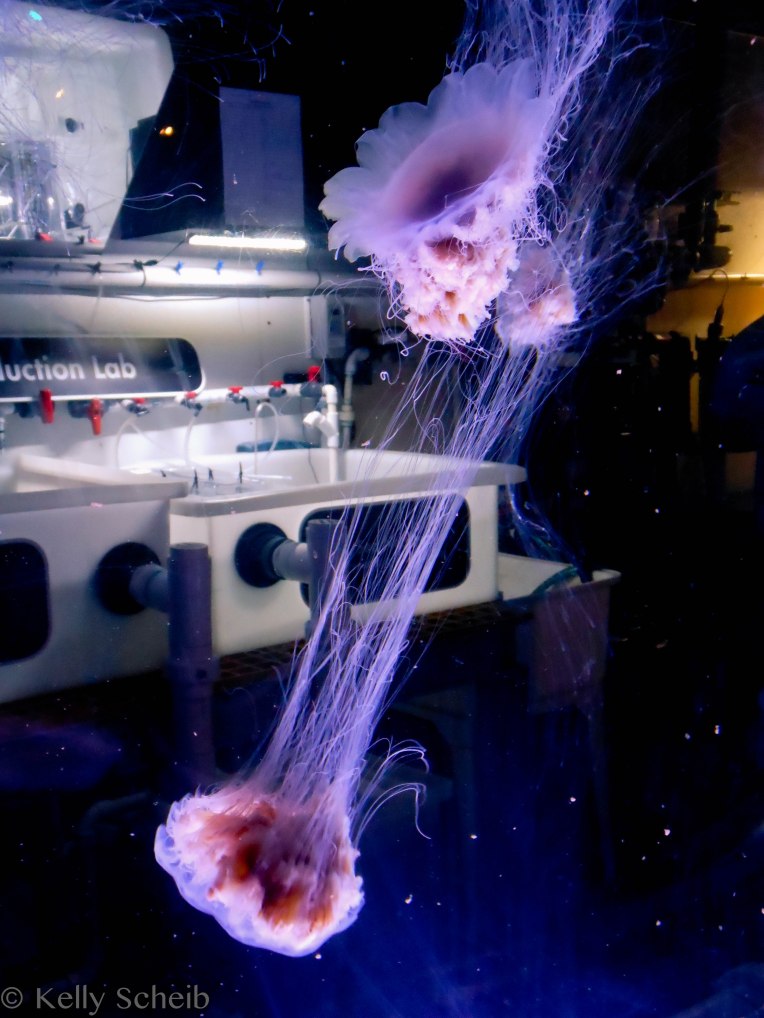 Who needs jellybeans...