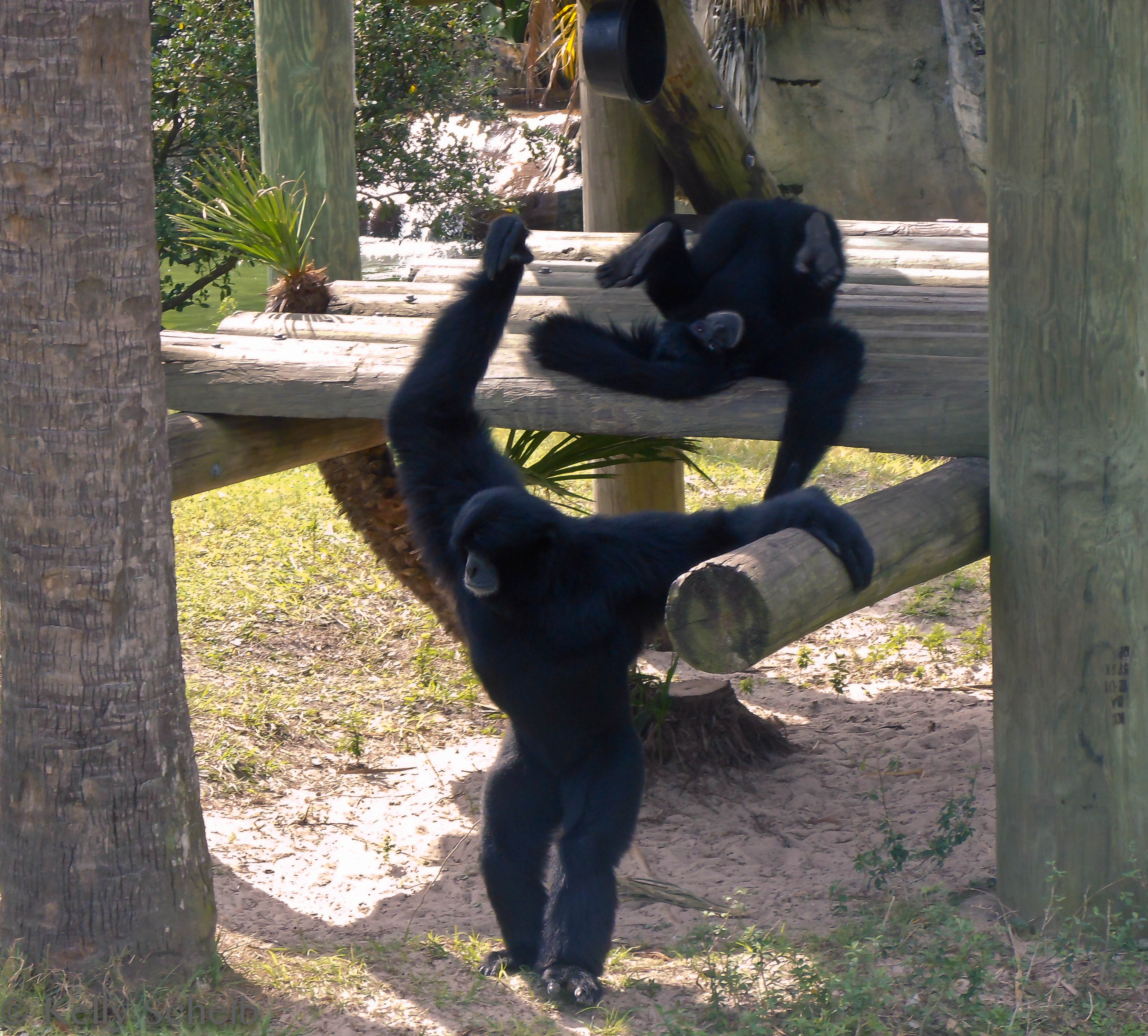 Just monkeying around...