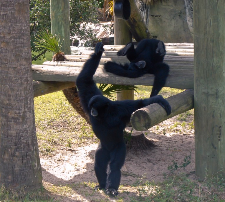 Just monkeying around...